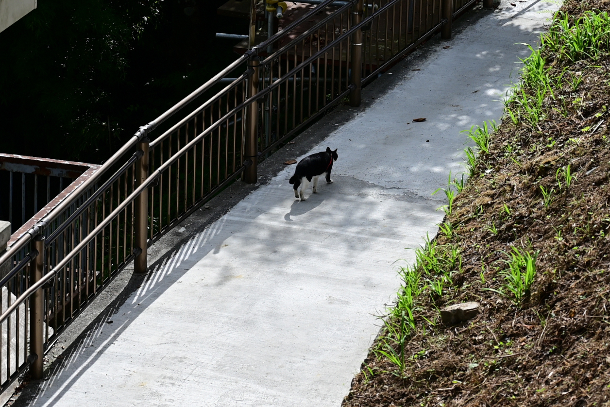 御岳山にいた猫